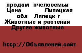 продам  пчелосемьи › Цена ­ 3 500 - Липецкая обл., Липецк г. Животные и растения » Другие животные   